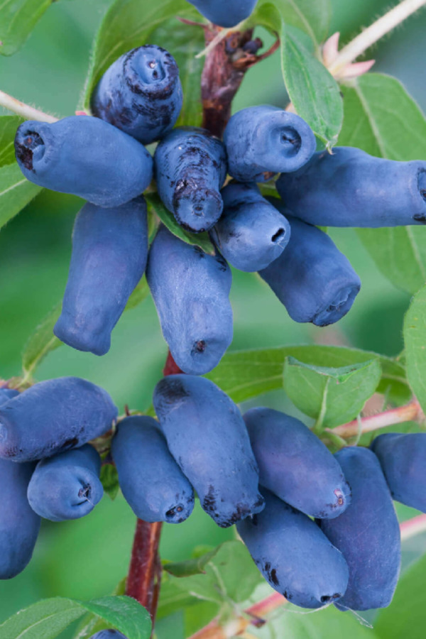 Әйелімнен маған басқа біреудің ұрығы түсті